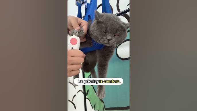 How to Groom a Cat Youtube: Expert Tips for Perfect Feline Care