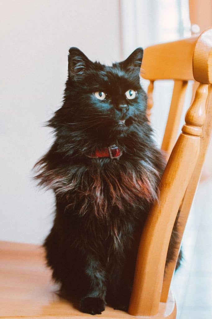 How to Groom a Feral Cat: Essential Tips for Safe Care