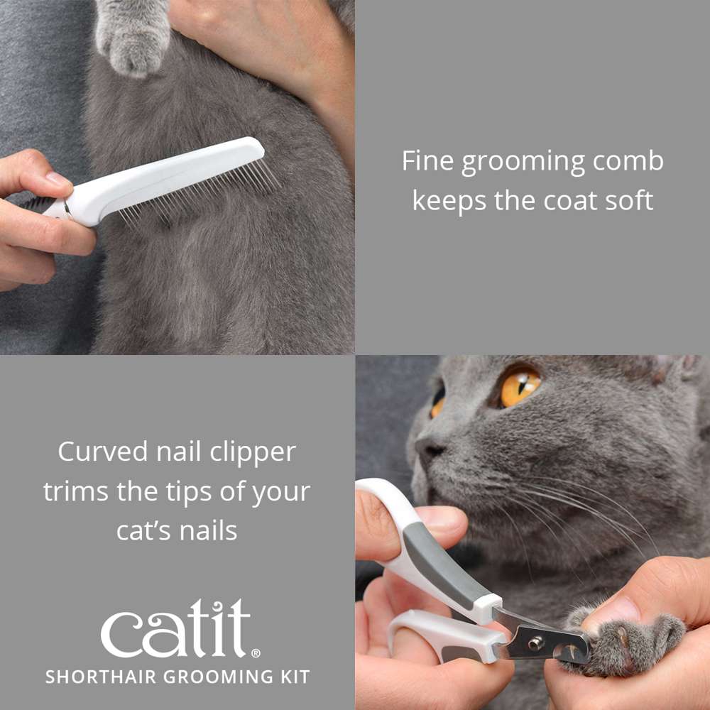 How to Groom a Fine Hair Cat