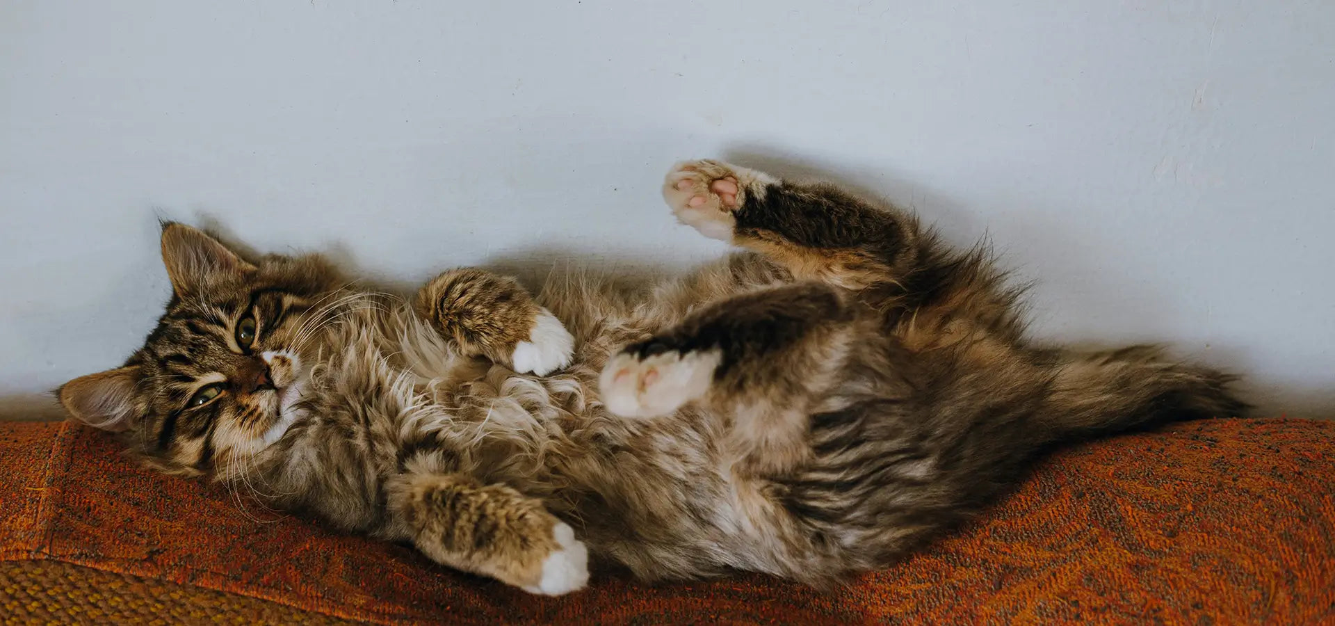 How to Groom a Maine Coon Cat Yourself: Easy Tips for Perfect Fur