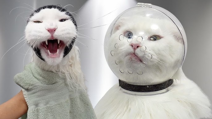 How to Groom a Norwegian Forest Cat: Expert Tips for a Flawless Coat