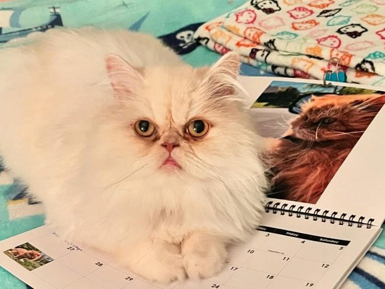 How to Groom a Persian Cat at Home: Easy Steps for Perfect Fur