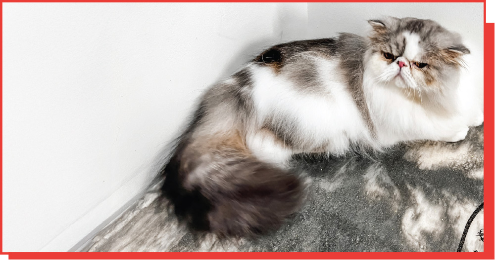 How to Groom a Persian Cat for Show: Ultimate Expert Tips