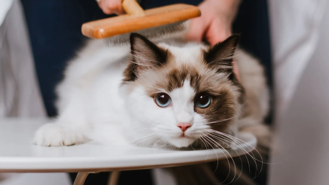 How to Groom a Ragdoll Cat at Home: Easy Steps for Perfect Fur