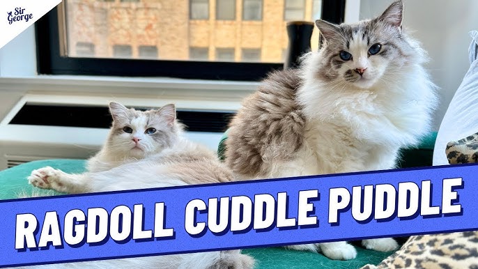 How to Groom a Ragdoll Cat: Essential Tips for Perfect Fur Care