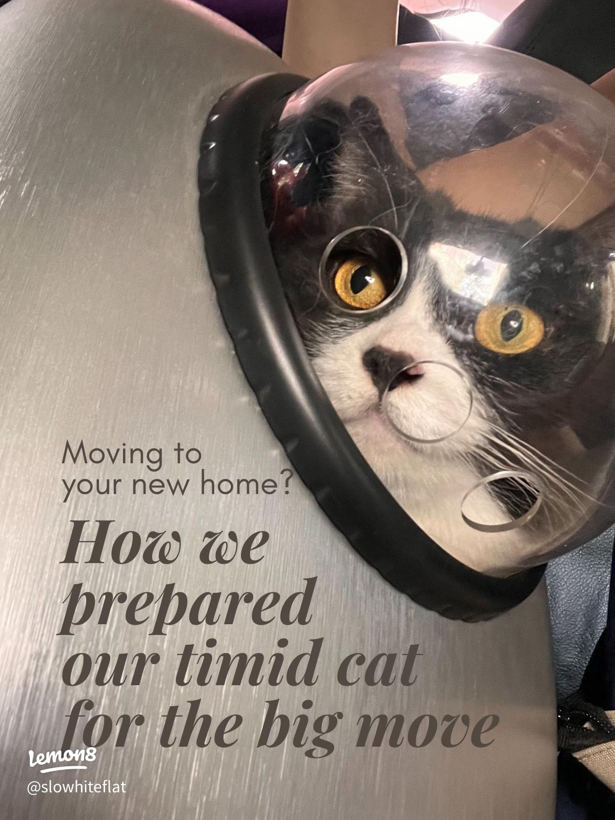 How to Groom a Scared Cat