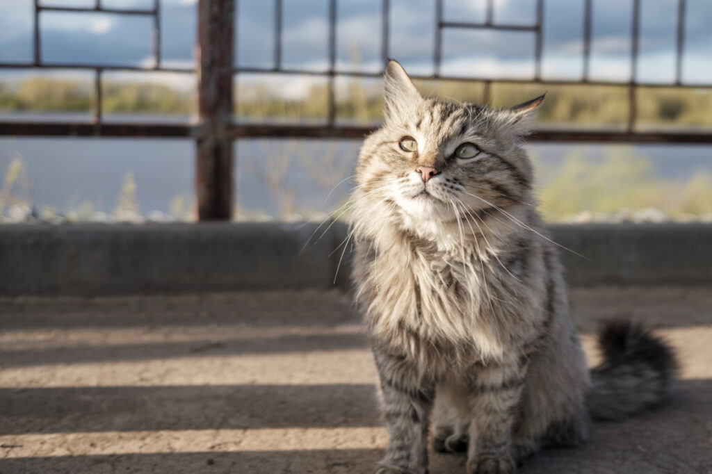 How to Groom a Senior Cat