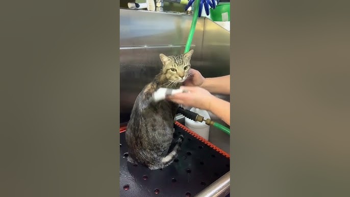 How to Groom a Short Haired Cat