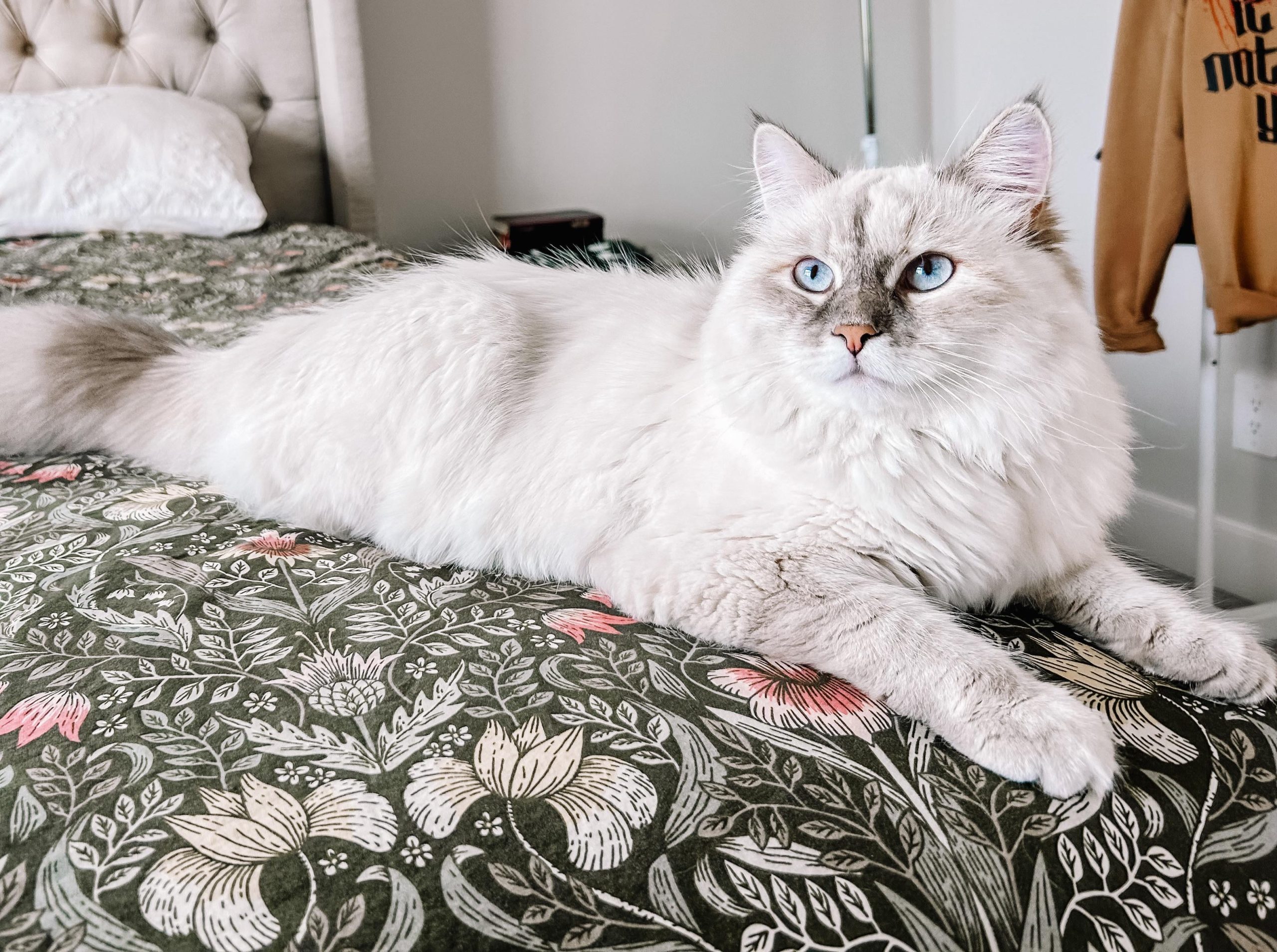 How to Groom a Siberian Cat: Expert Tips for a Flawless Coat