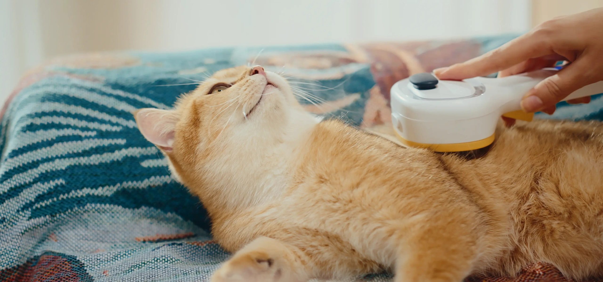 How to Groom a Skittish Cat