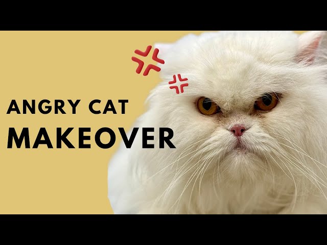 How to Groom an Aggressive Persian Cat