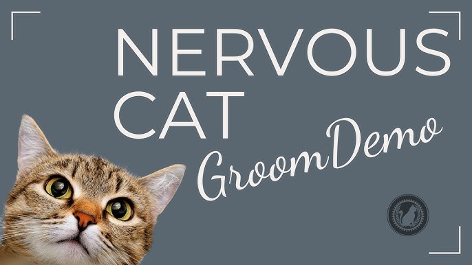 How to Groom Buzz Your Cat