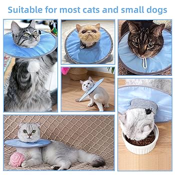 How to Groom Cat With Cone