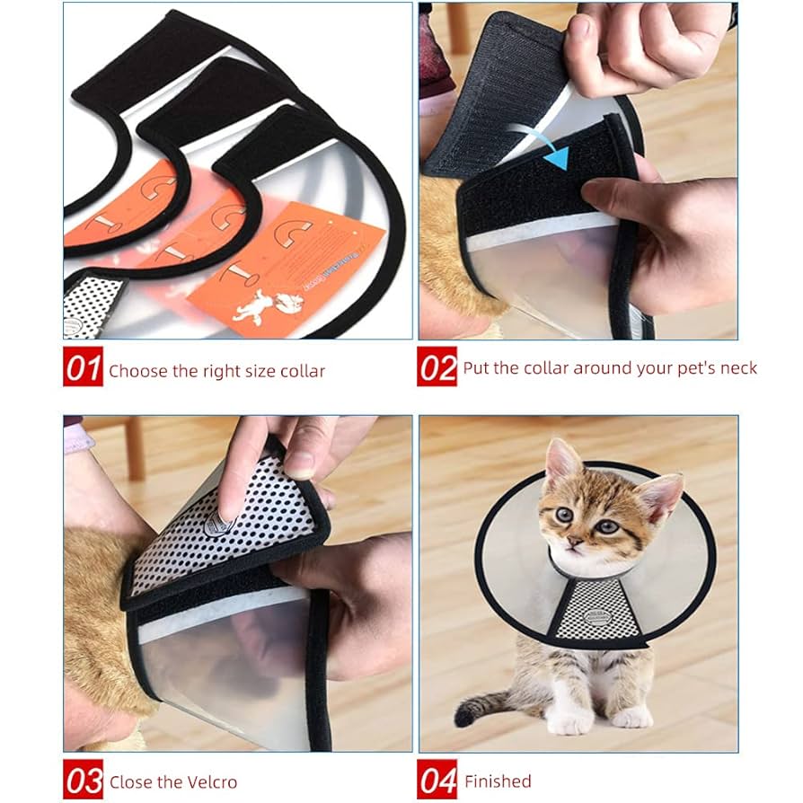 How to Groom Cat With Elizabethian Collar