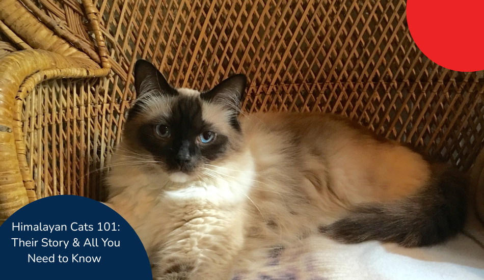 How to Groom Himalayan Cat: Essential Tips for a Flawless Coat
