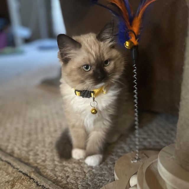 How to Groom My Ragdoll Cat