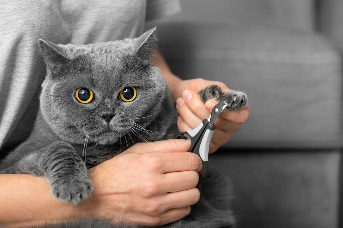 How to Groom Short Hair Cat: Expert Tips for a Shiny Coat