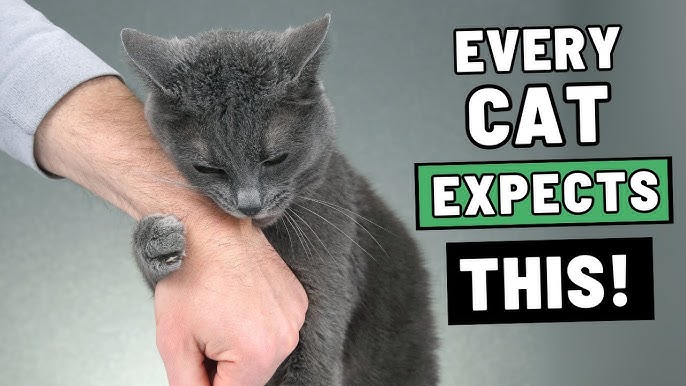 How to Groom Short Haired Cats