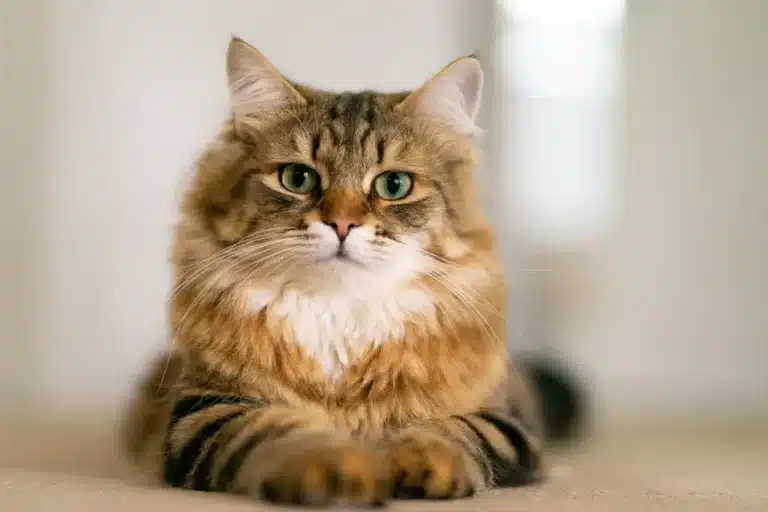 How to Groom Siberian Cat: Essential Tips for a Healthy Coat