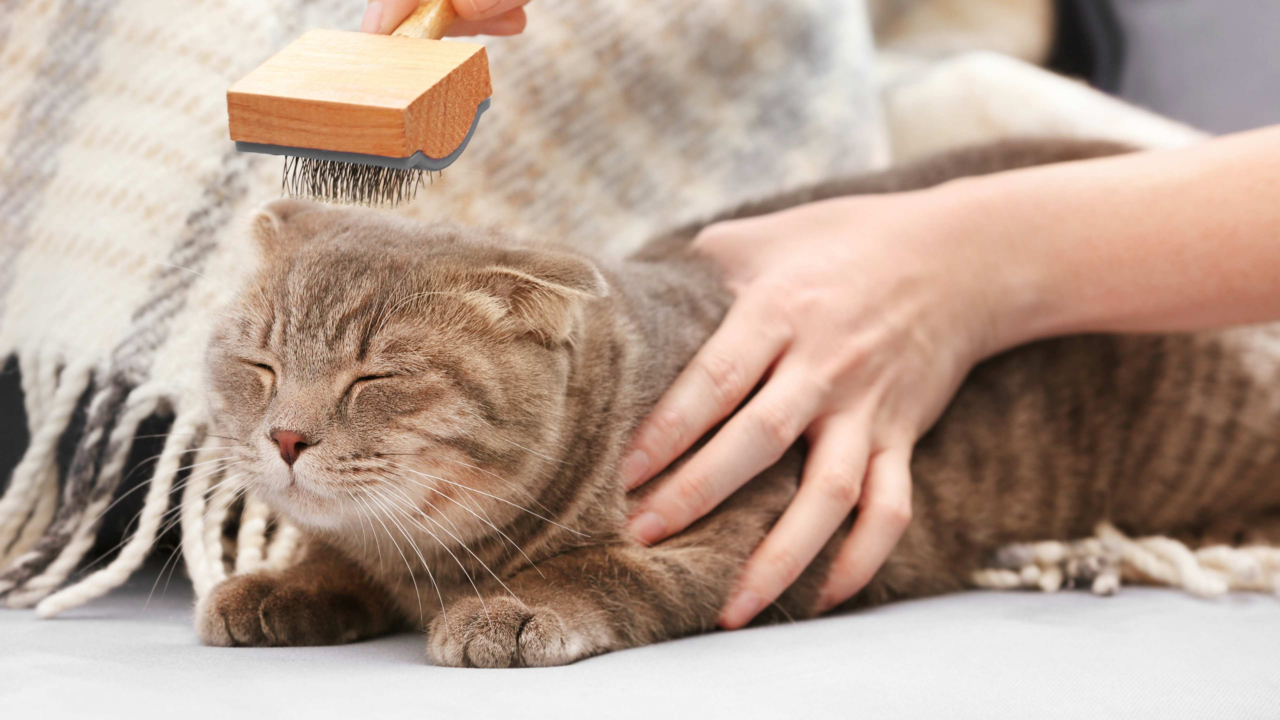 How to Groom Your Cat Properly: Expert Tips for a Happy Pet