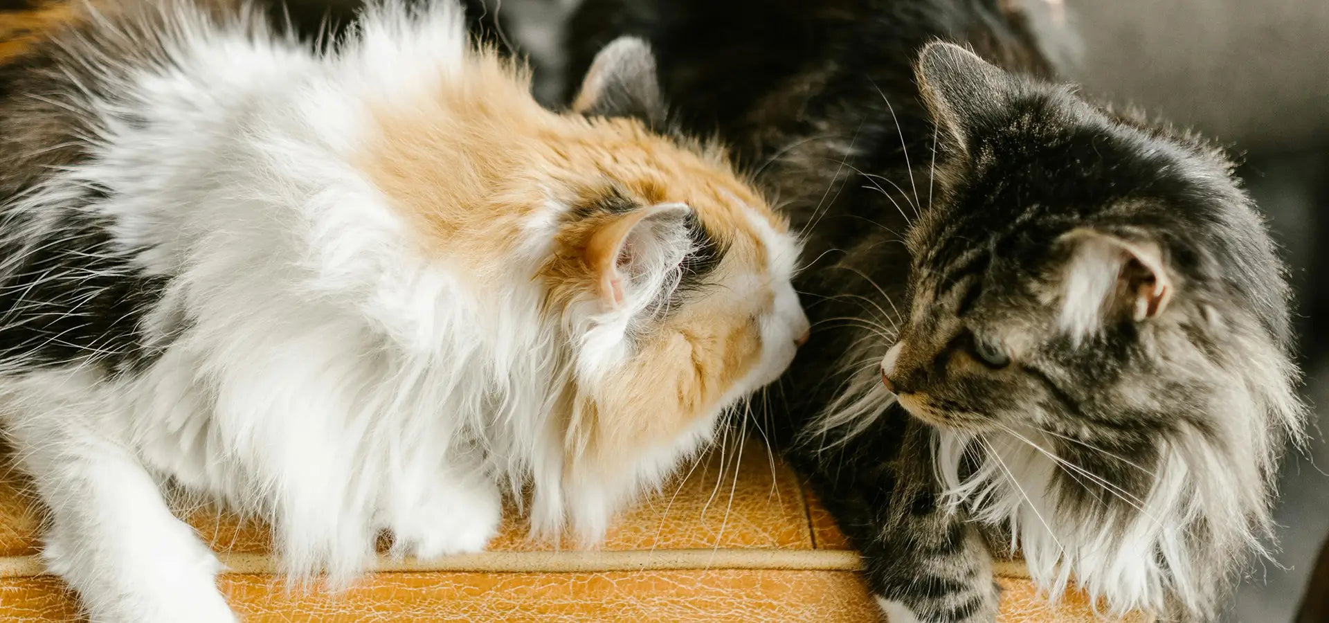 How to Groom Your Maine Coon Cat