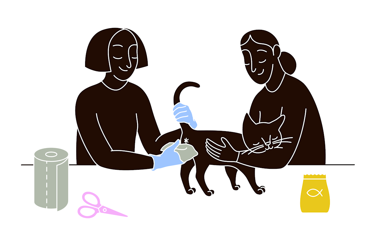 How to Help a Cat Properly Groom His Butt