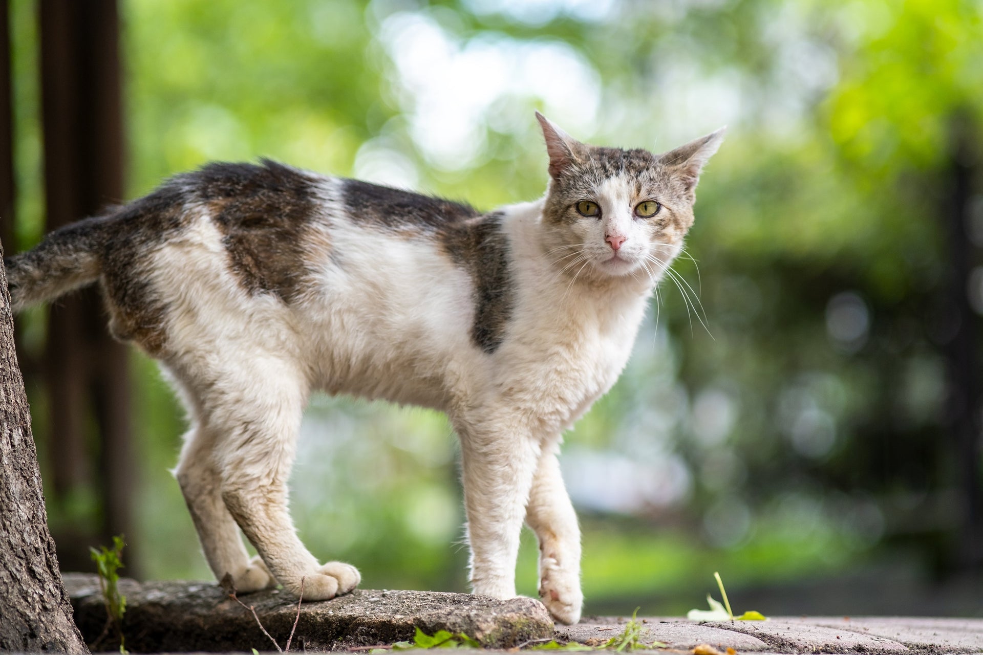 How to Help Cats With Hyperthyroidism And Grooming