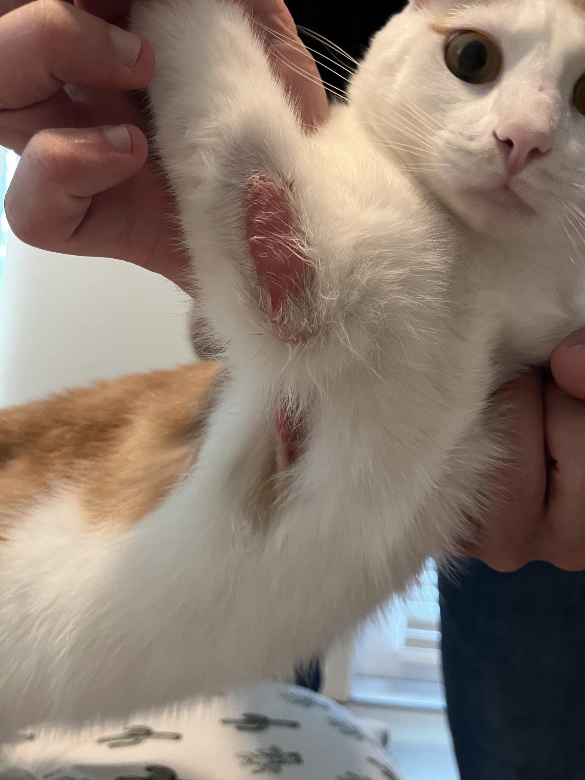 How to Help Over Grooming Cat