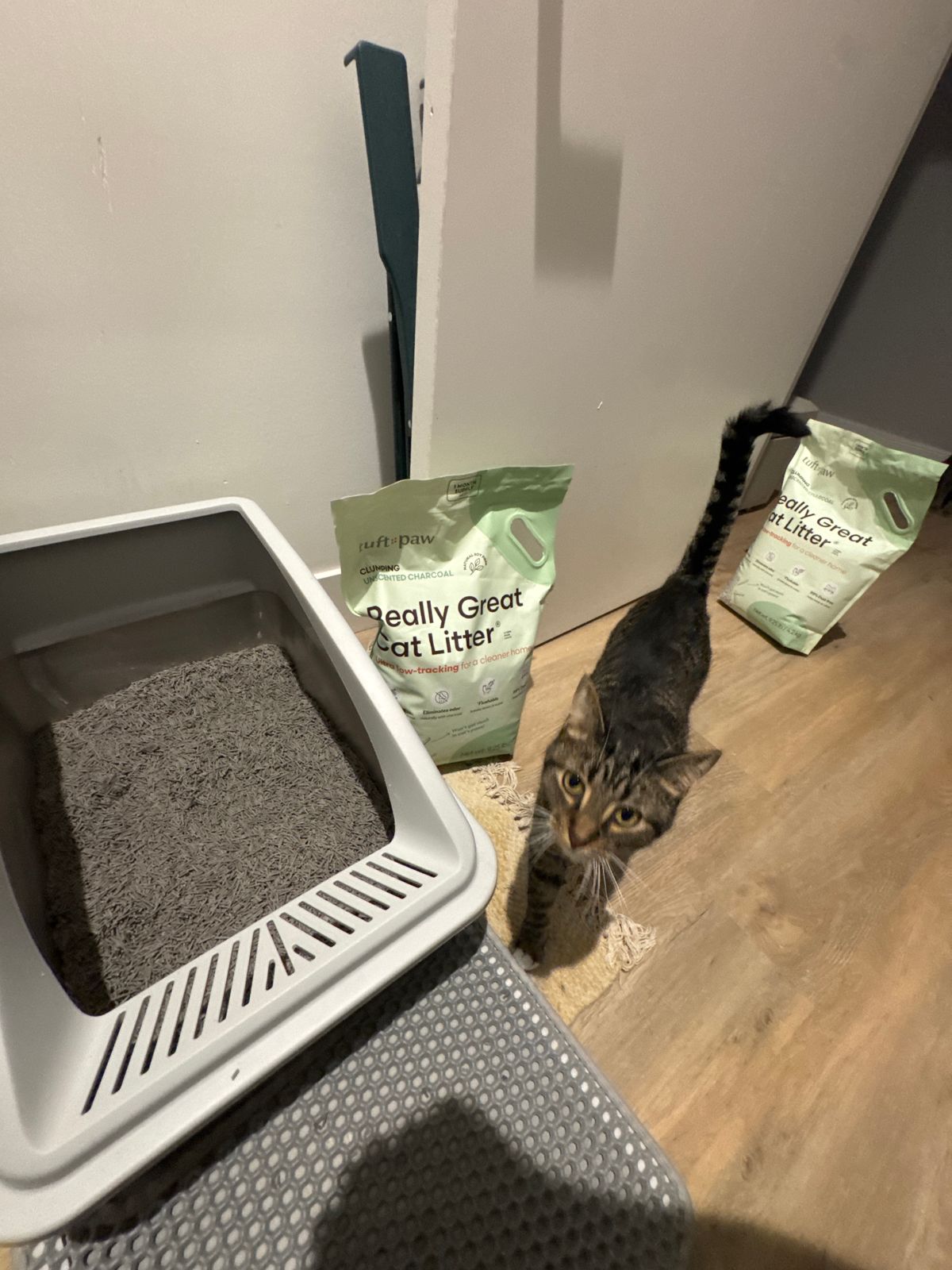How to Keep Cat Litter in the Box