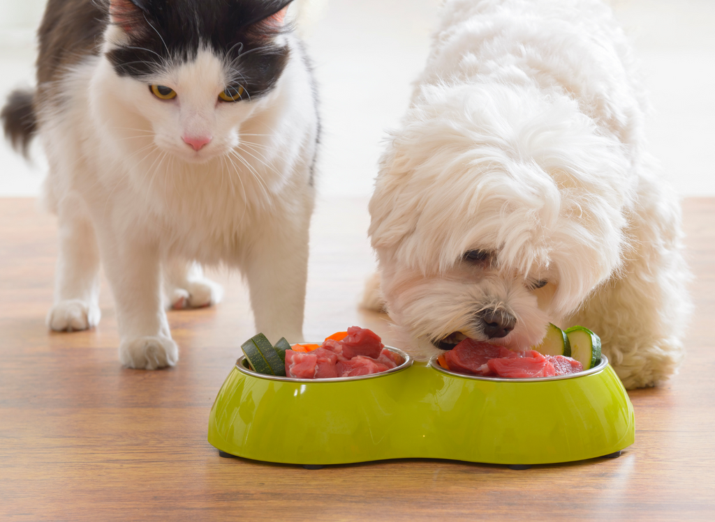 How to Keep Dog Away from Cat Toys