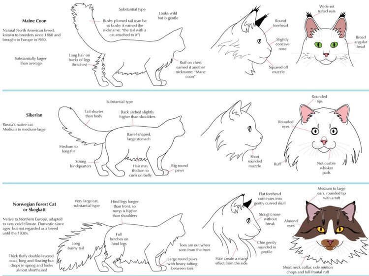 How to Learn Cat Breeds: Ultimate Guide to Identify Feline Types