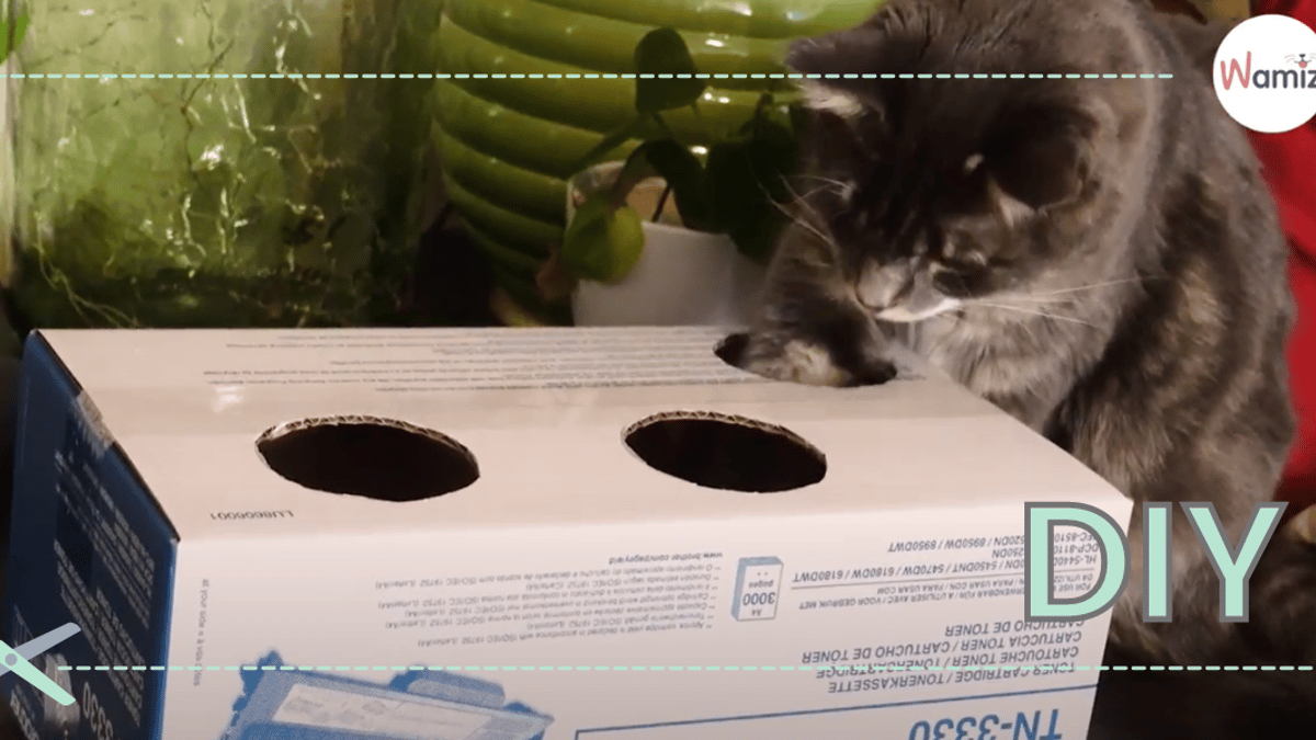 How to Make a Cat Toy Out of a Shoebox