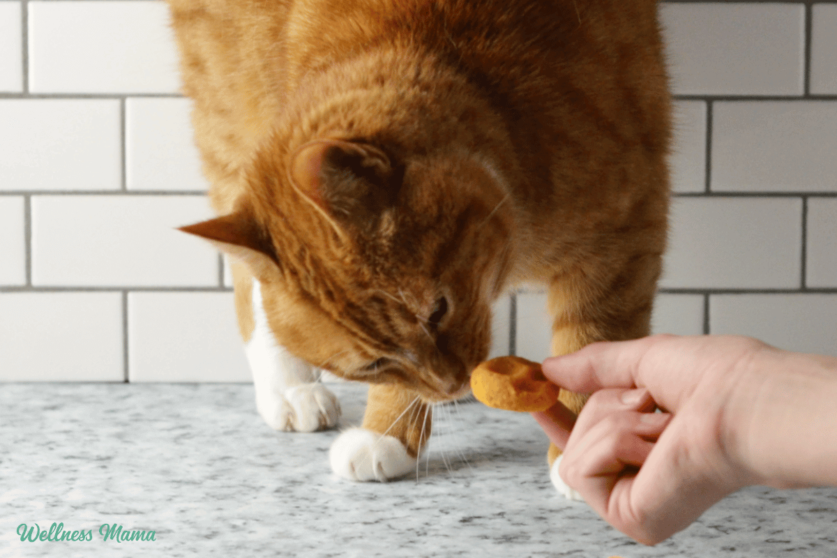 How to Make a Cat Treat Toy