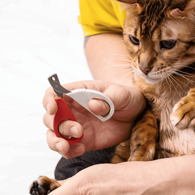 How to Make a Cats Claws Dull With a Toy