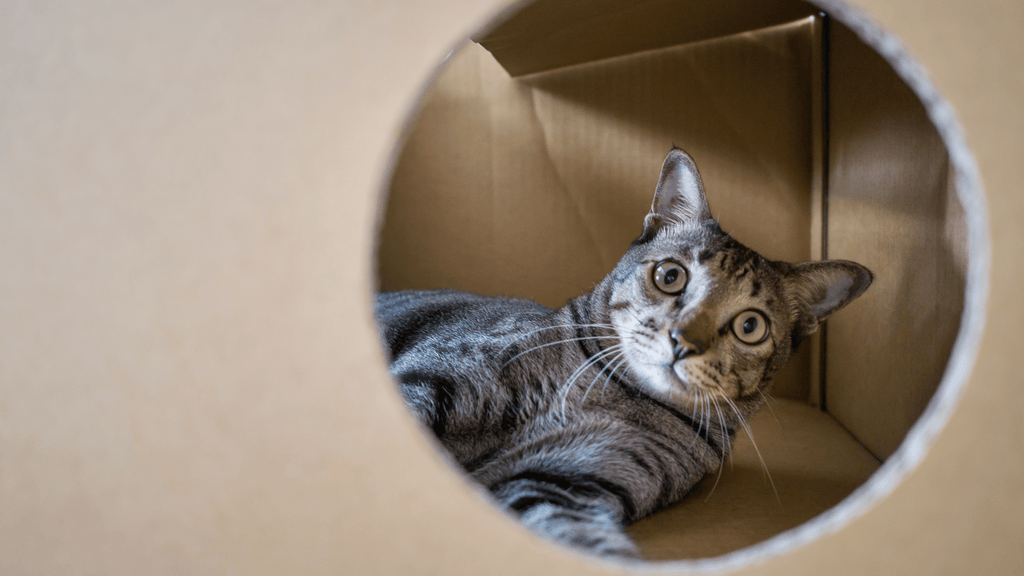 How to Make Cat Enrichment Toys: Easy DIY Ideas for Happy Cats
