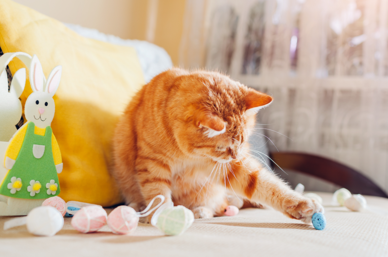 How to Make Cat Play With Toy Again: Easy Tips to Reignite Fun