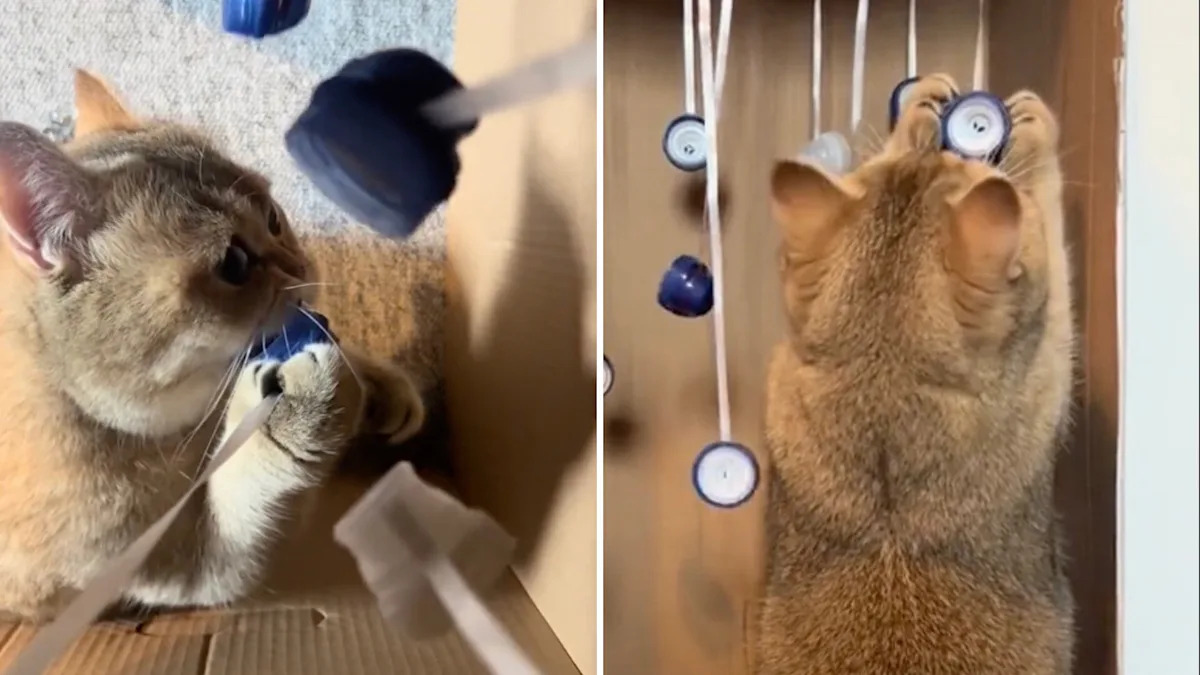 How to Make Cool Cat Toys: Easy DIY Ideas Your Cat Will Love