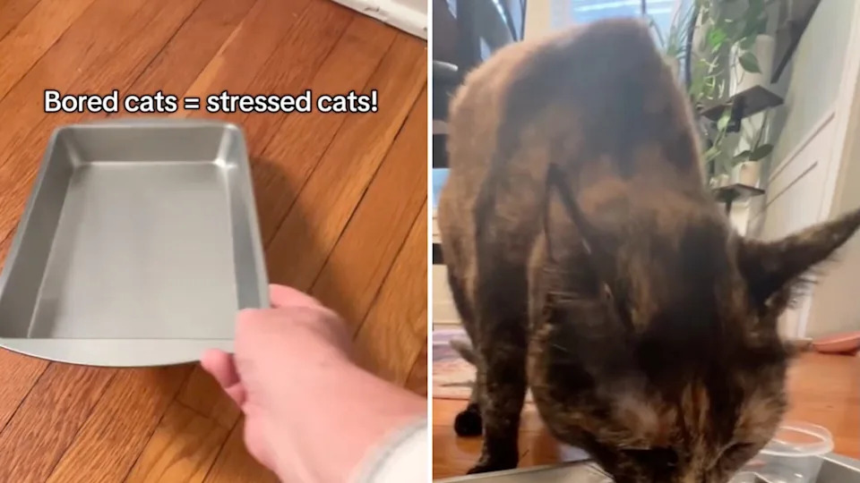 How to Make Fun Cat Toys With Food