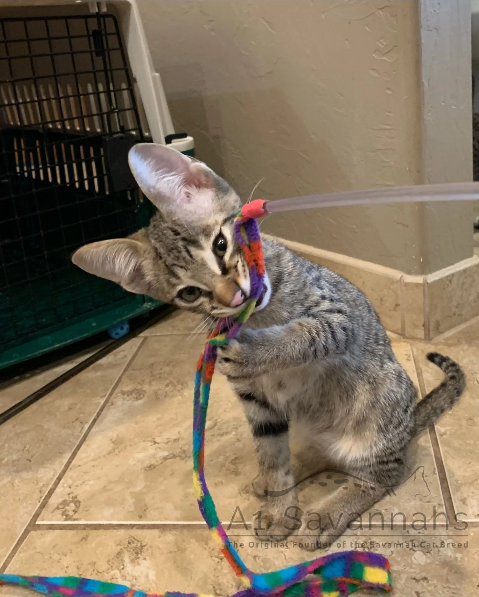 How to Make Homemade Cat from Hell Bird Toys: Easy DIY Fun