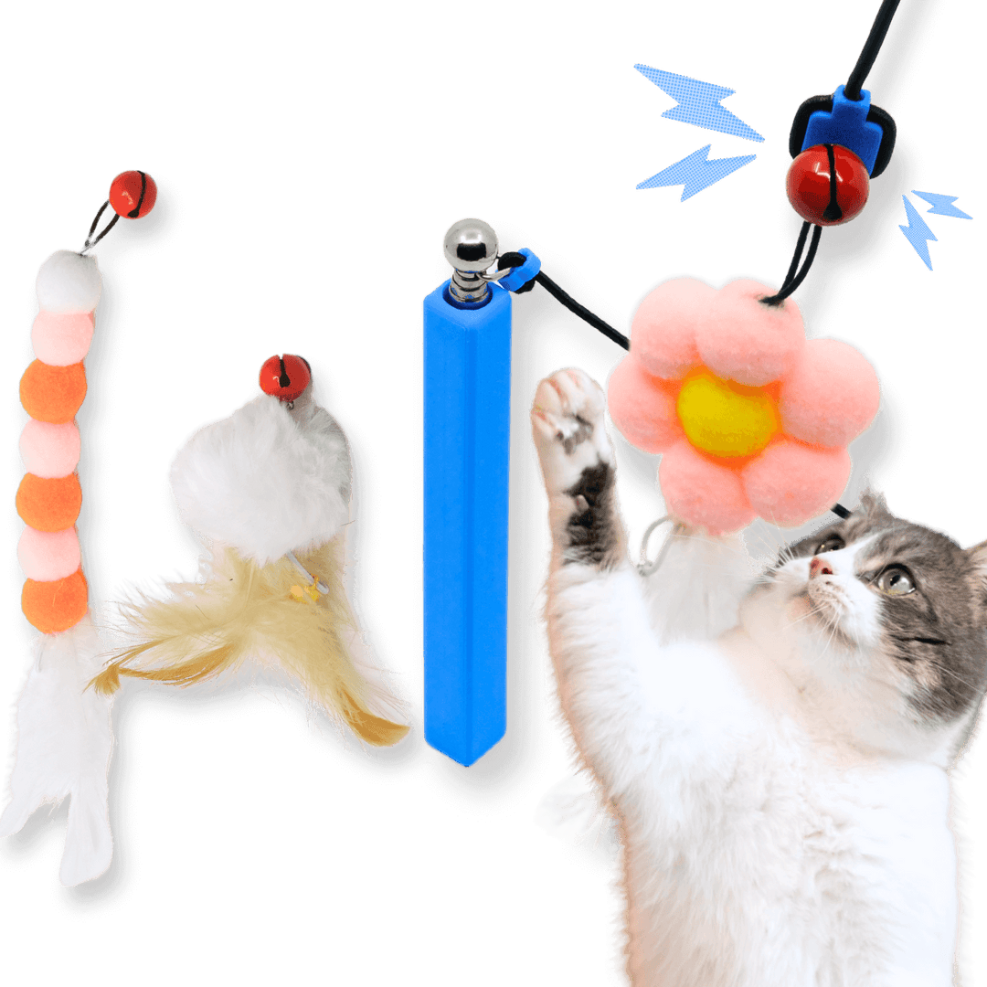 How to Play Wand Toy With Cat