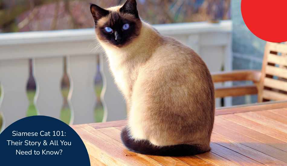How to Potty Train a Siamese Cat: Easy Steps for Success