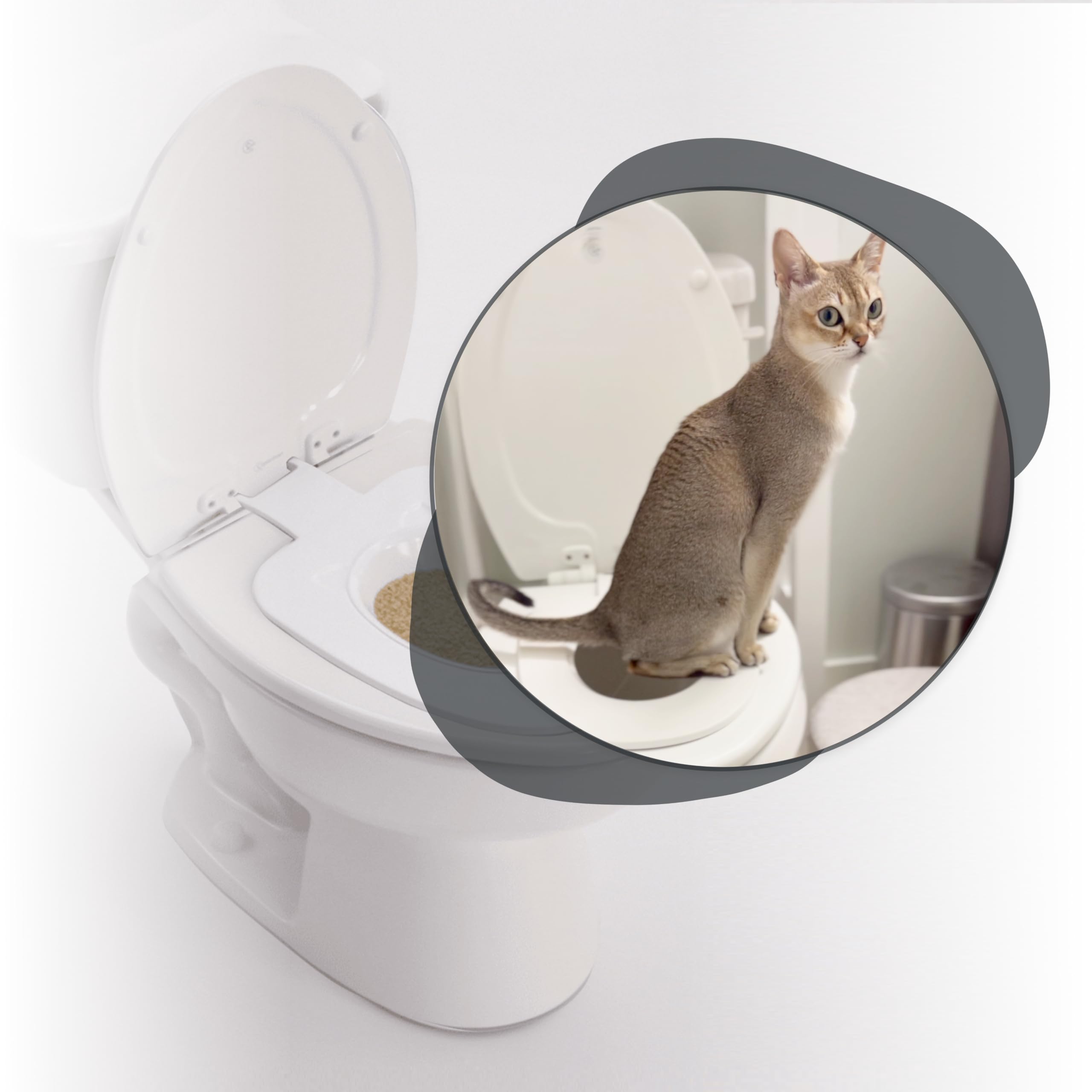 How to Potty Train Cat