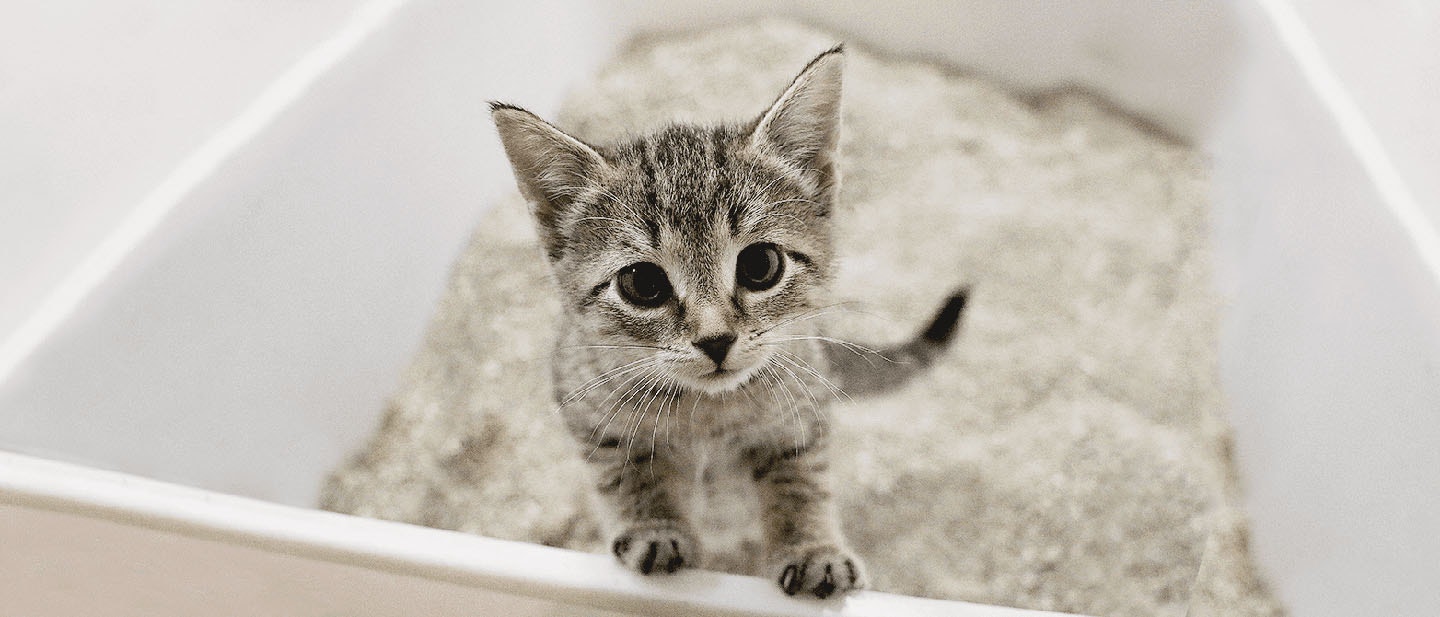 How to Potty Train Cats in Litter Box