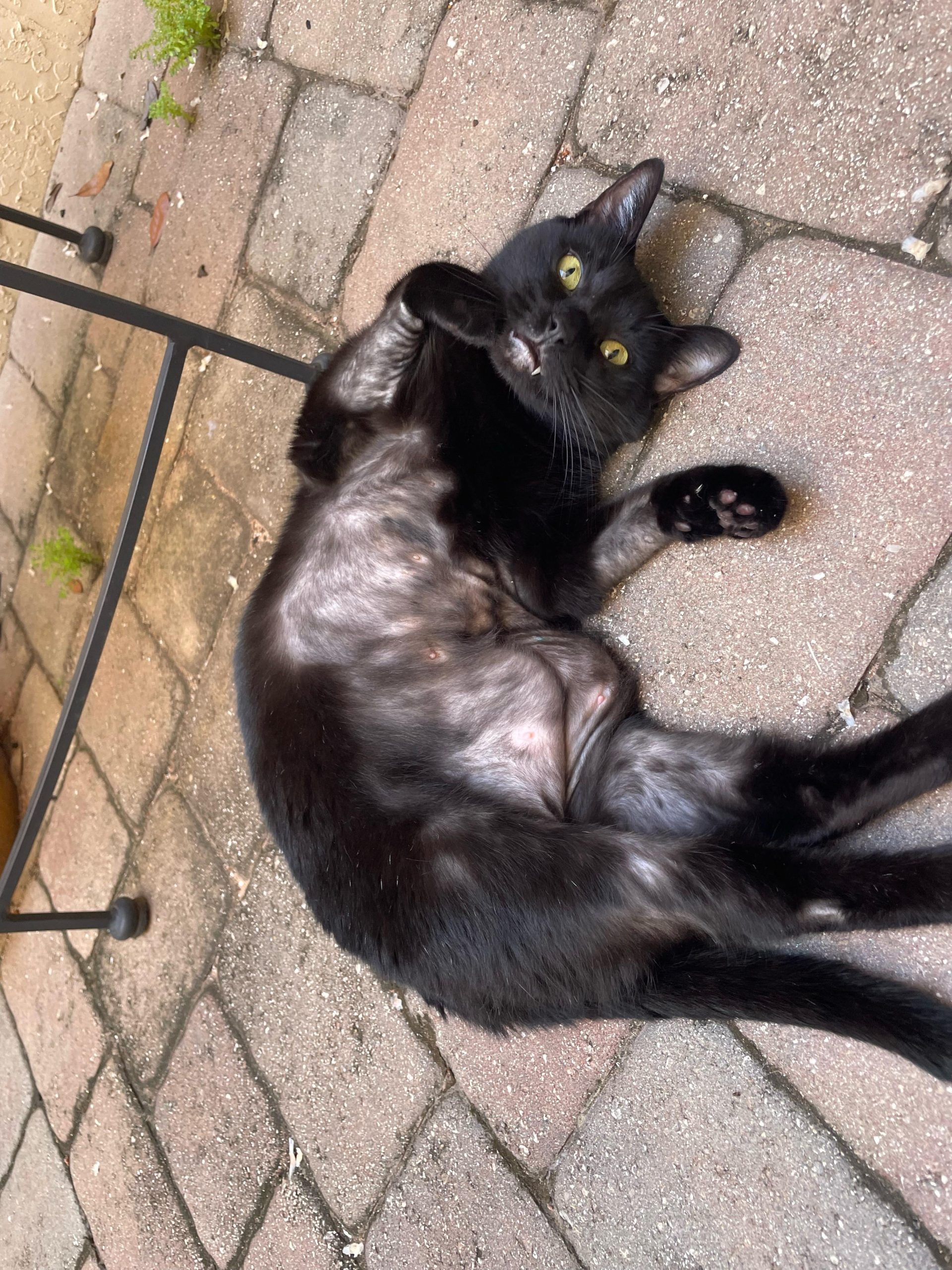 How to Prevent My Cat from Over Grooming