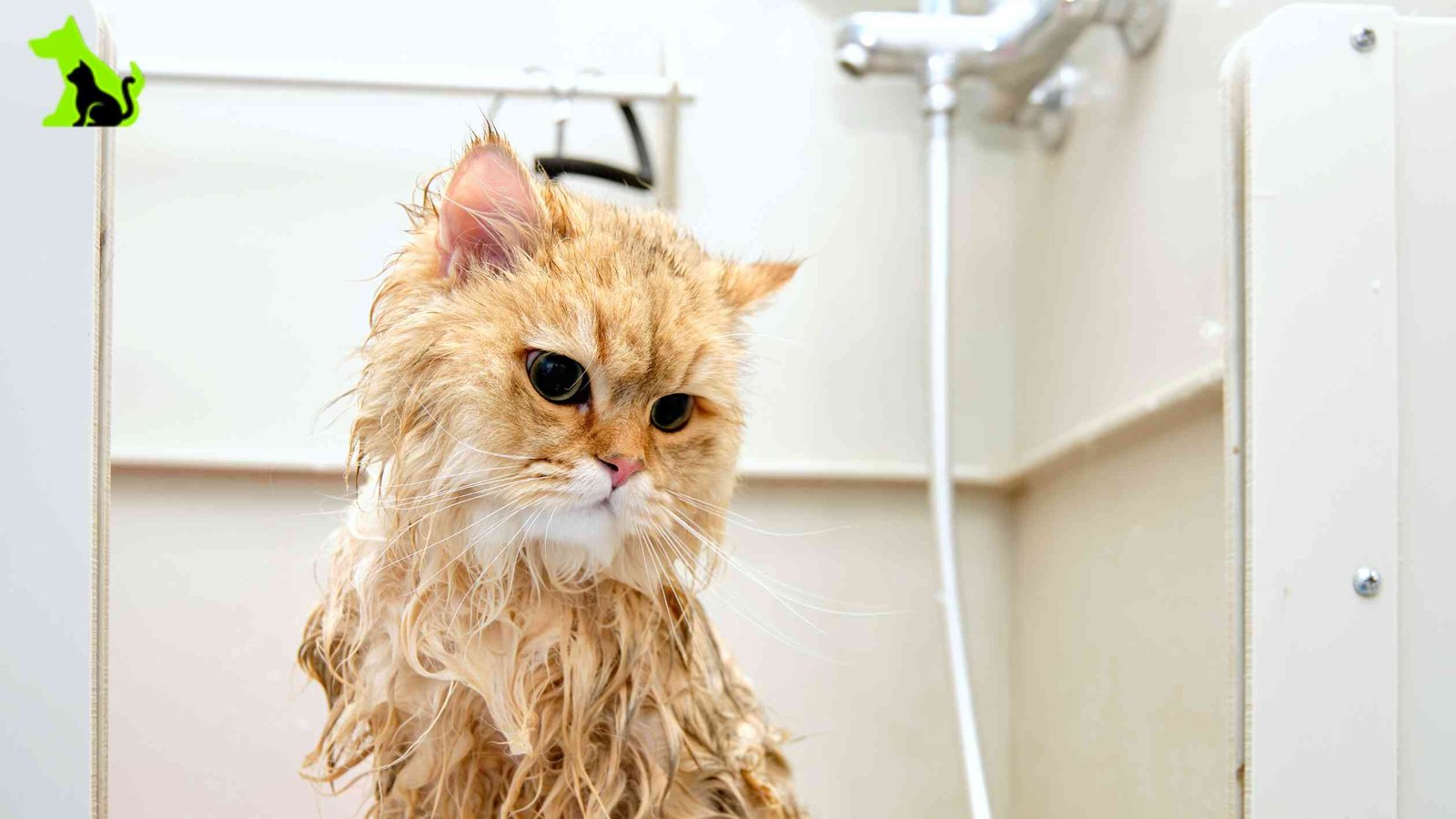 How to Relax My Cat for Grooming