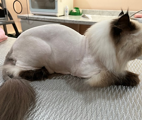 How to Shave Groom Long Haired Cat