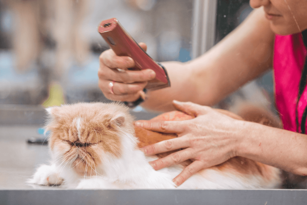 How to Start a Cat Grooming Business: Essential Tips for Success