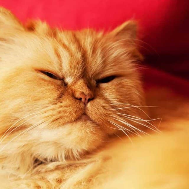 How to Start Breeding Persian Cats: Ultimate Guide for Beginners