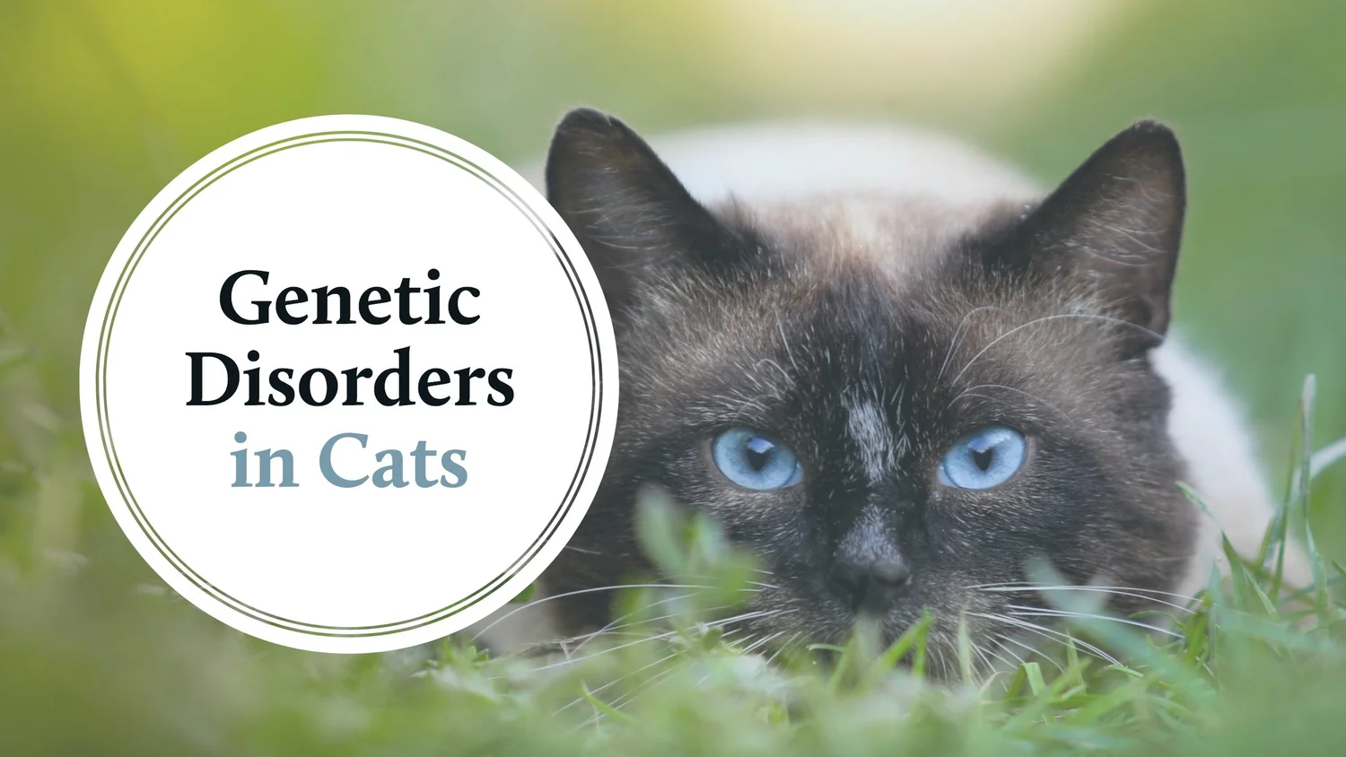 How to Stop Breeding of Genetically Modified Cats: Effective Solutions