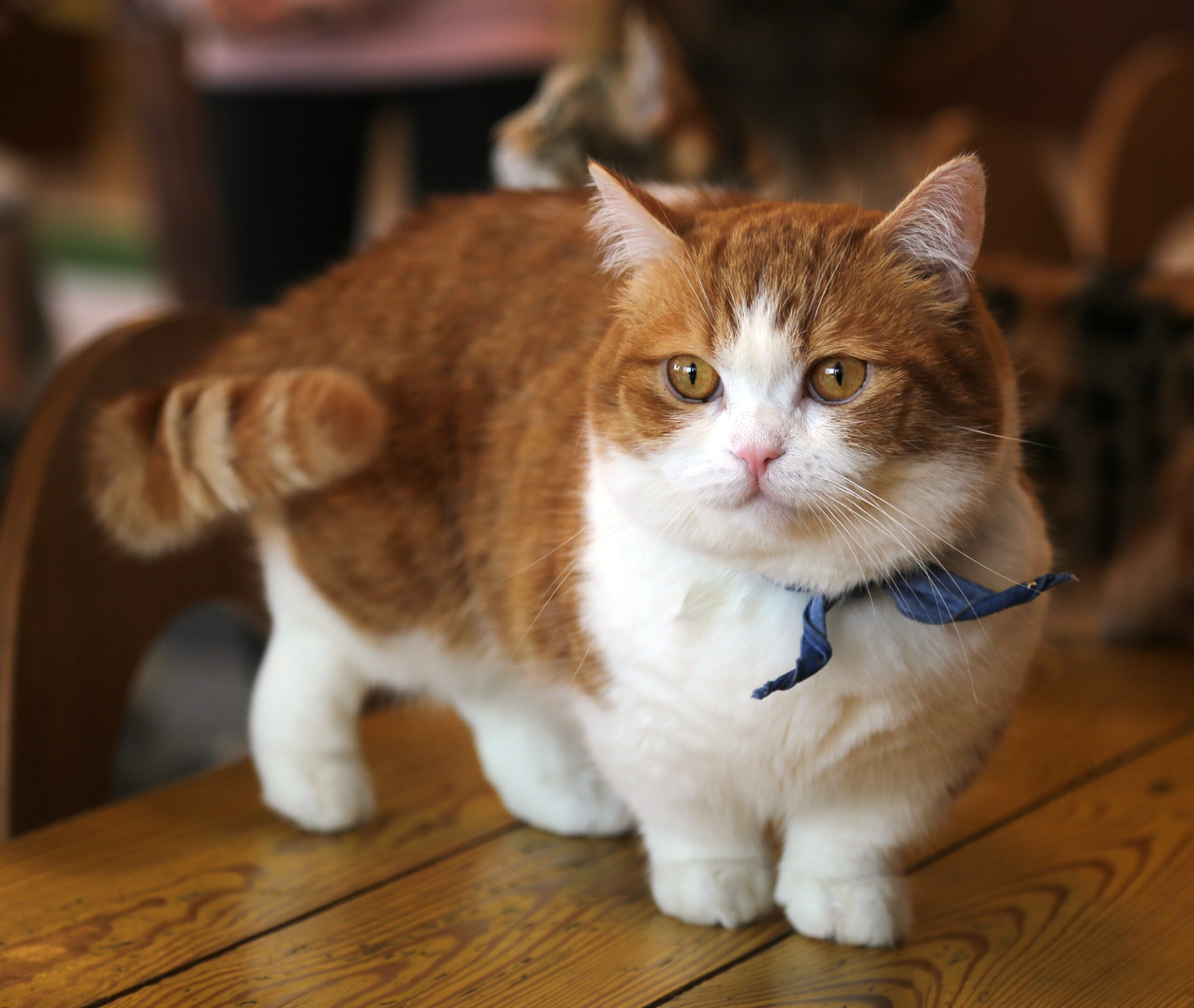 How to Stop Breeding of Munchkin Cats: Effective Tips to Prevent